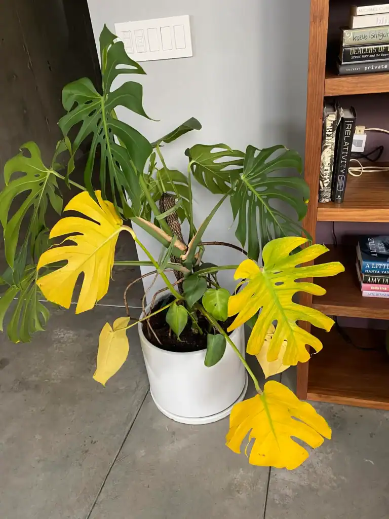 Monstera Leaves Are Turning Yellow