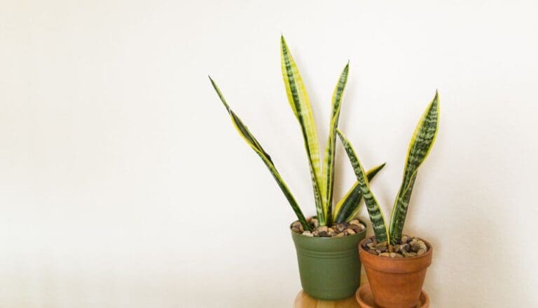 Do Snake Plants Like Coffee Grounds? (Benefits, Hazards & More)