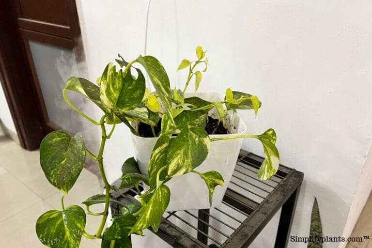 potho plant humidifier