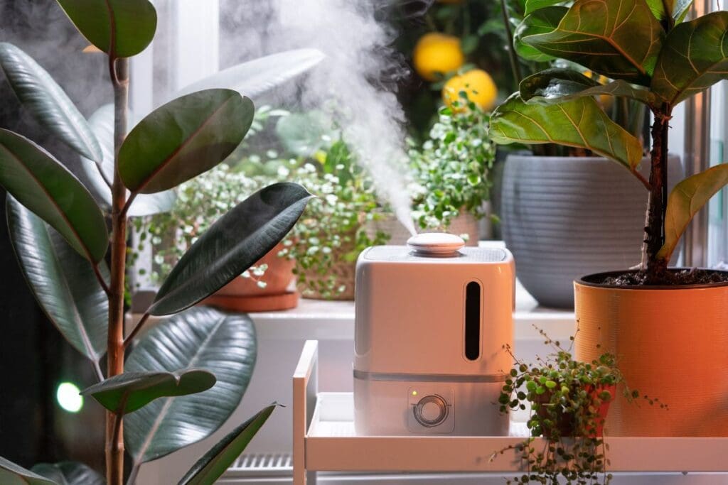 Humidifier for rubber plants