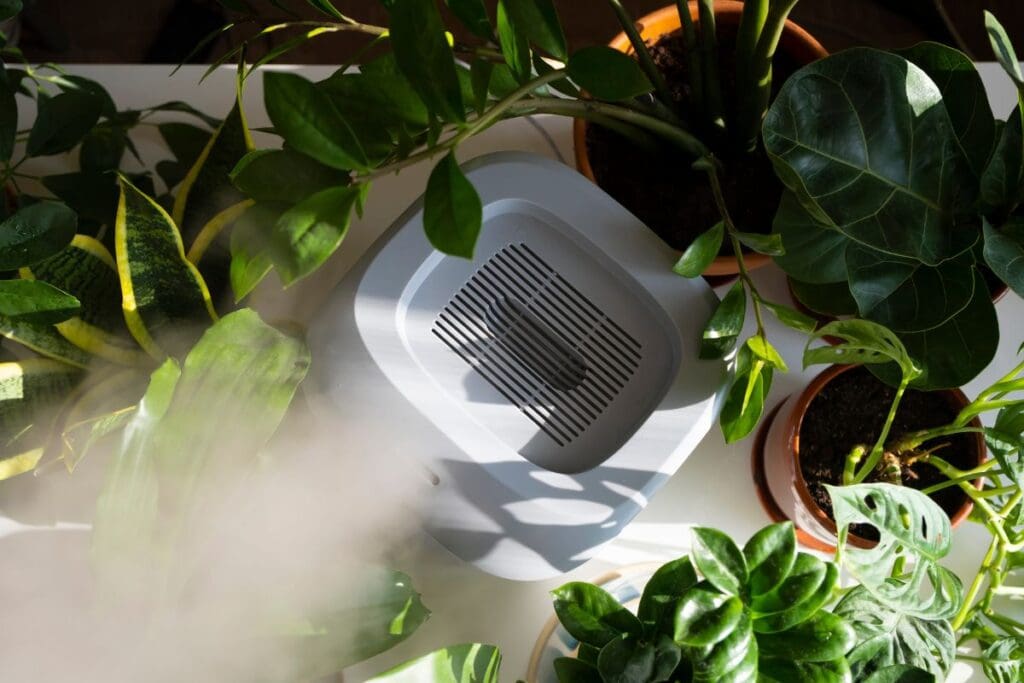 Humidifier for snake plant fiddle leaf fig