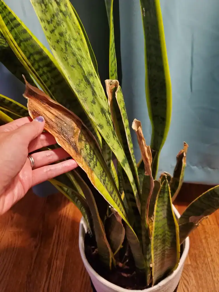 10 Reasons Why Your Snake Plant Is Turning Brown (How To Fix)