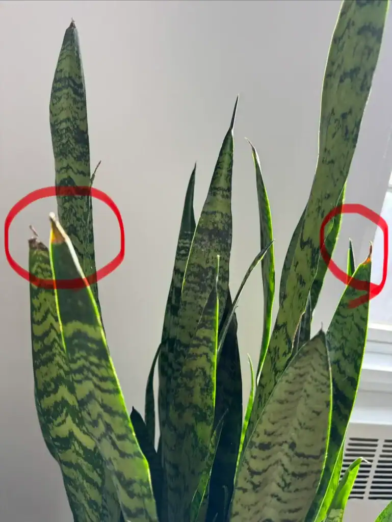 Snake Plant Is Turning Brown