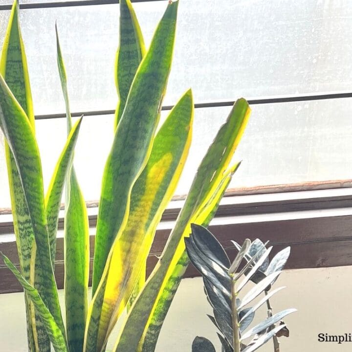 Why Is My Snake Plant Turning Yellow? (Causes+What To Do) – Simplify Plants