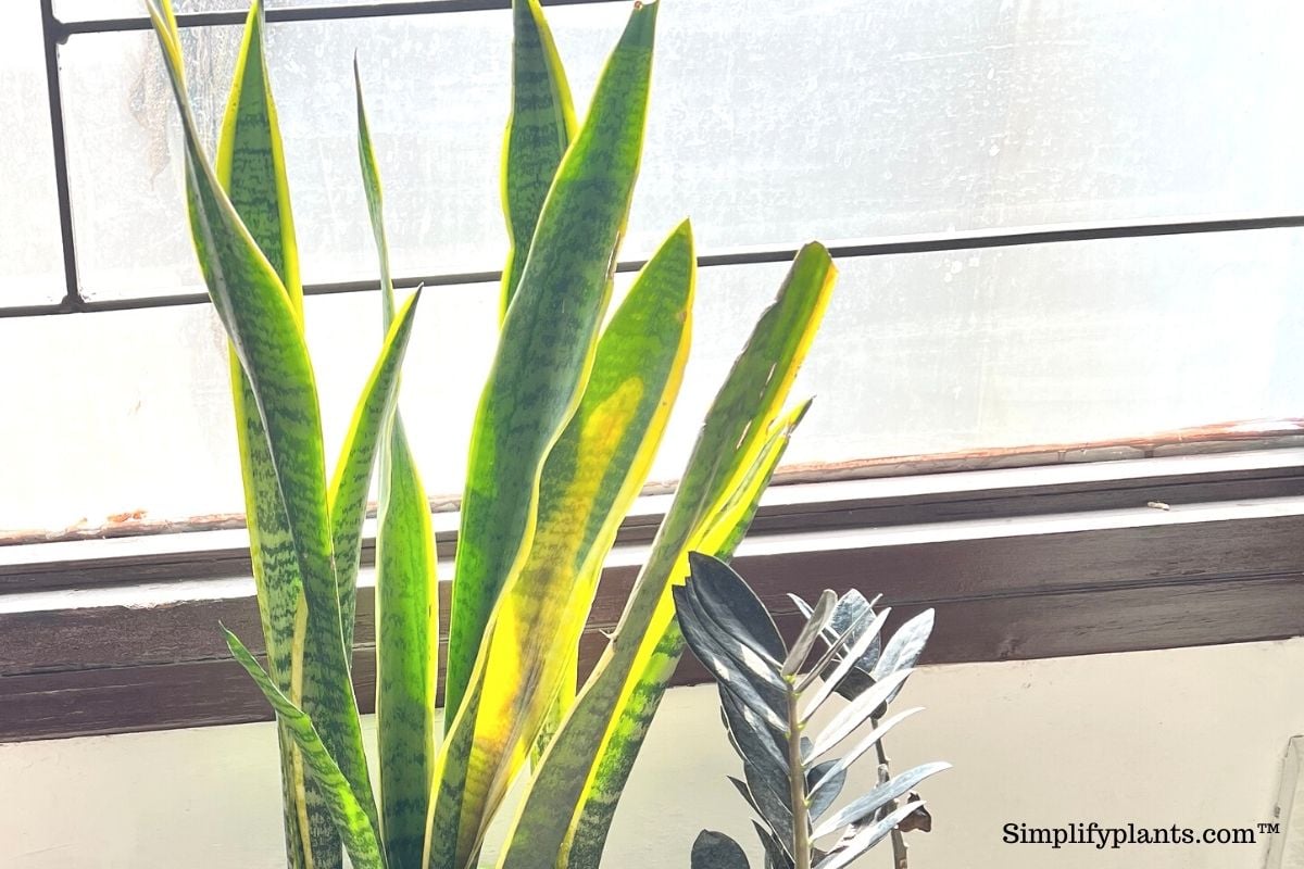 How To Prune Snake Plant Leaves? (A Step-by-Step Guide) » Simplify Plants