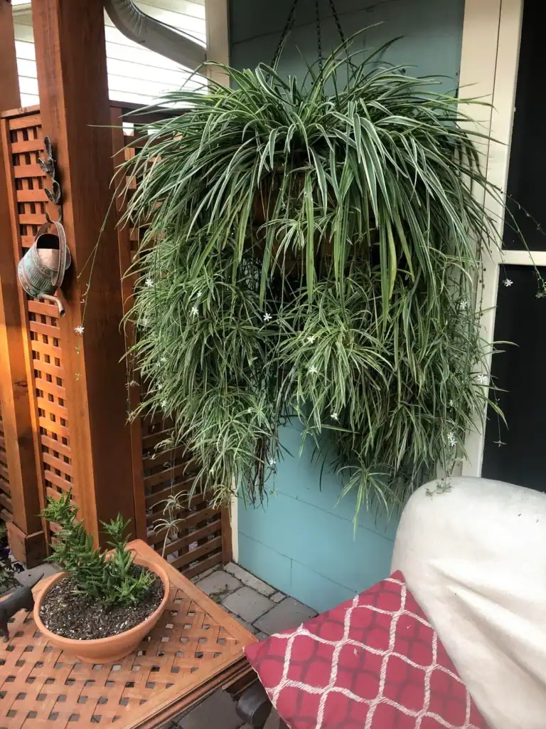 Spider Plant 3