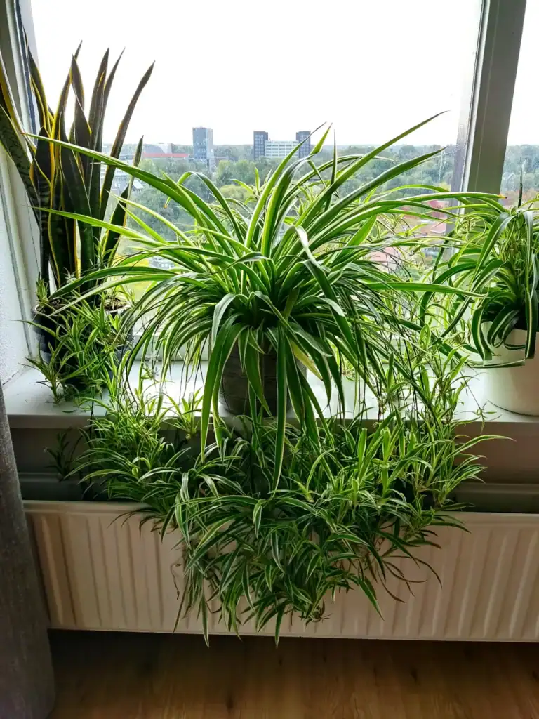 Spider Plant 4