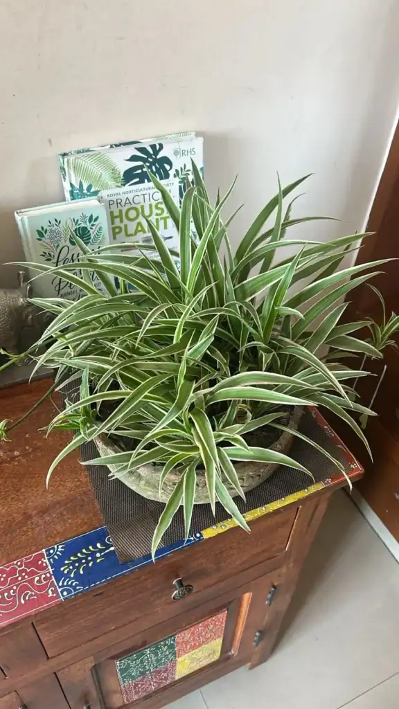 Spider Plant