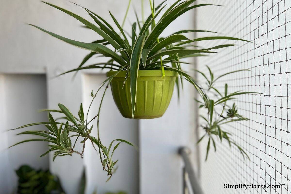 How To Take Care Of A Spider Plant In The Winter? » Simplify Plants