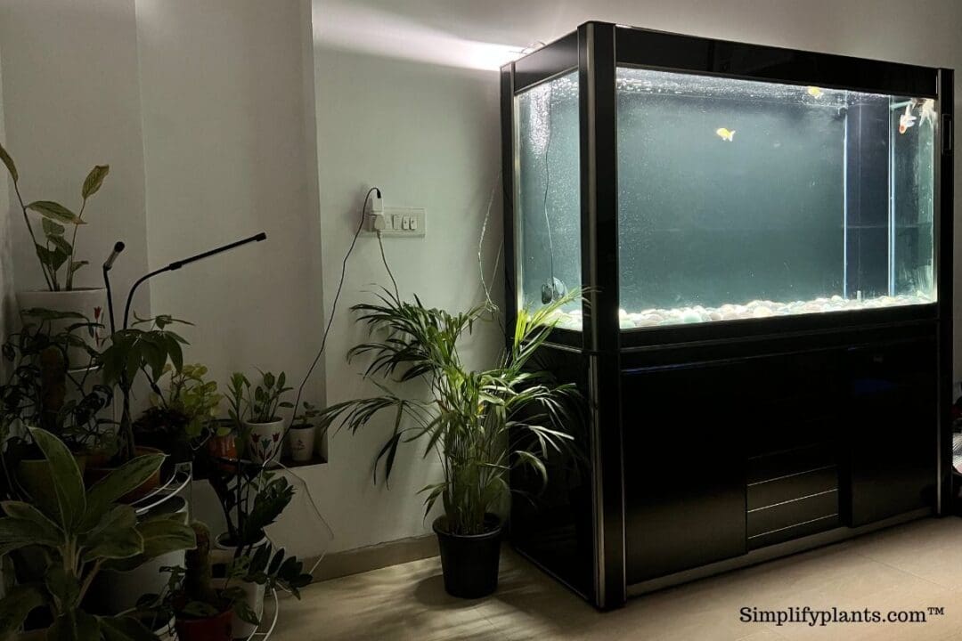 Fertilizing Schefflera Plant How Often, How To & Best Fertilizer