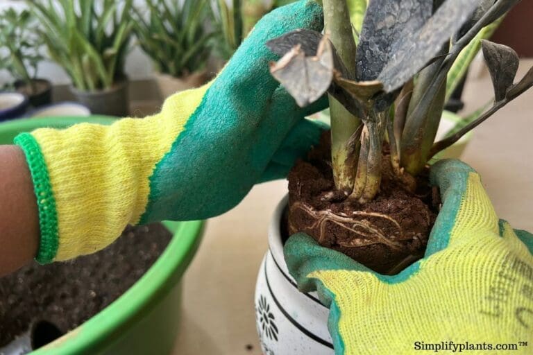 What Kind Of Soil Is Best For ZZ Plant? (Soil Requirements+Best Mix) » Simplify Plants