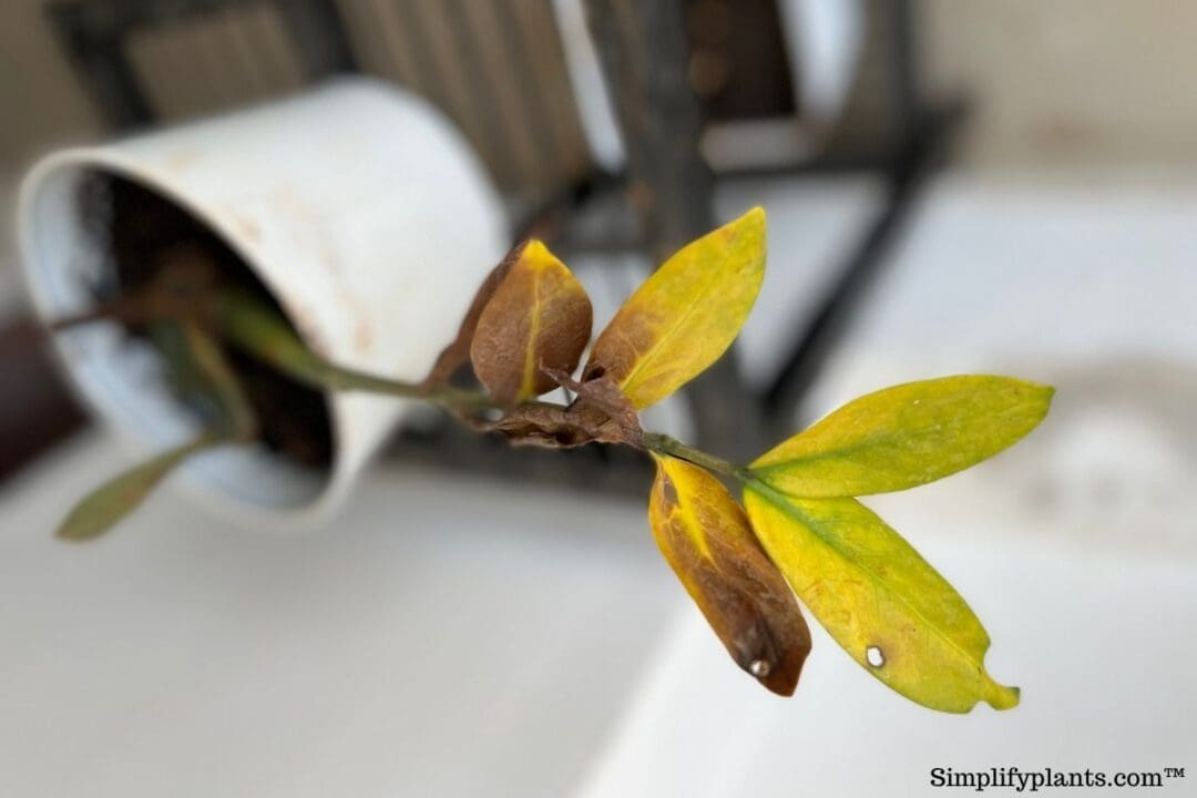 Why Is My ZZ Plant Turning Brown? (+How To Save It) » Simplify Plants