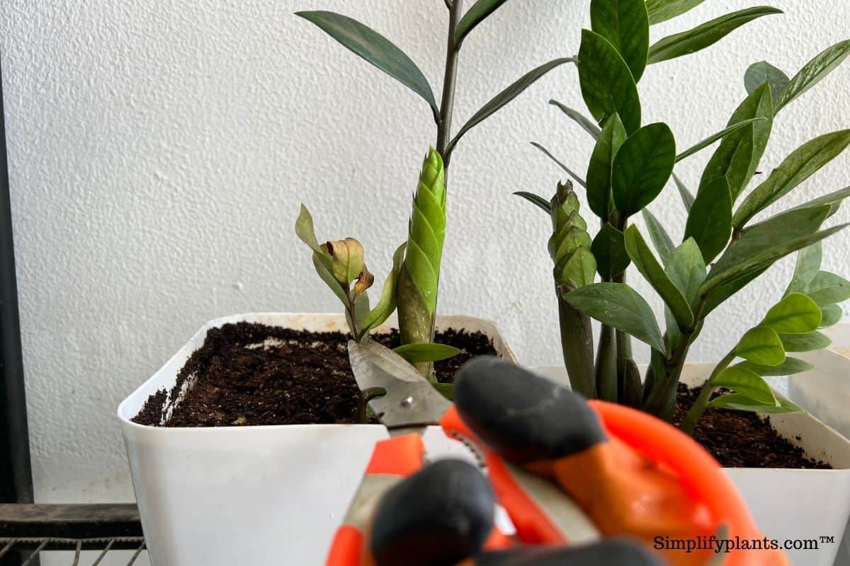 Should I Fertilize ZZ Plant? (How Often+Best Fertilizer) » Simplify Plants