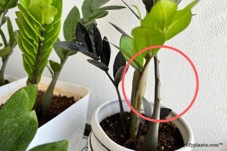 zz plant turn leggy