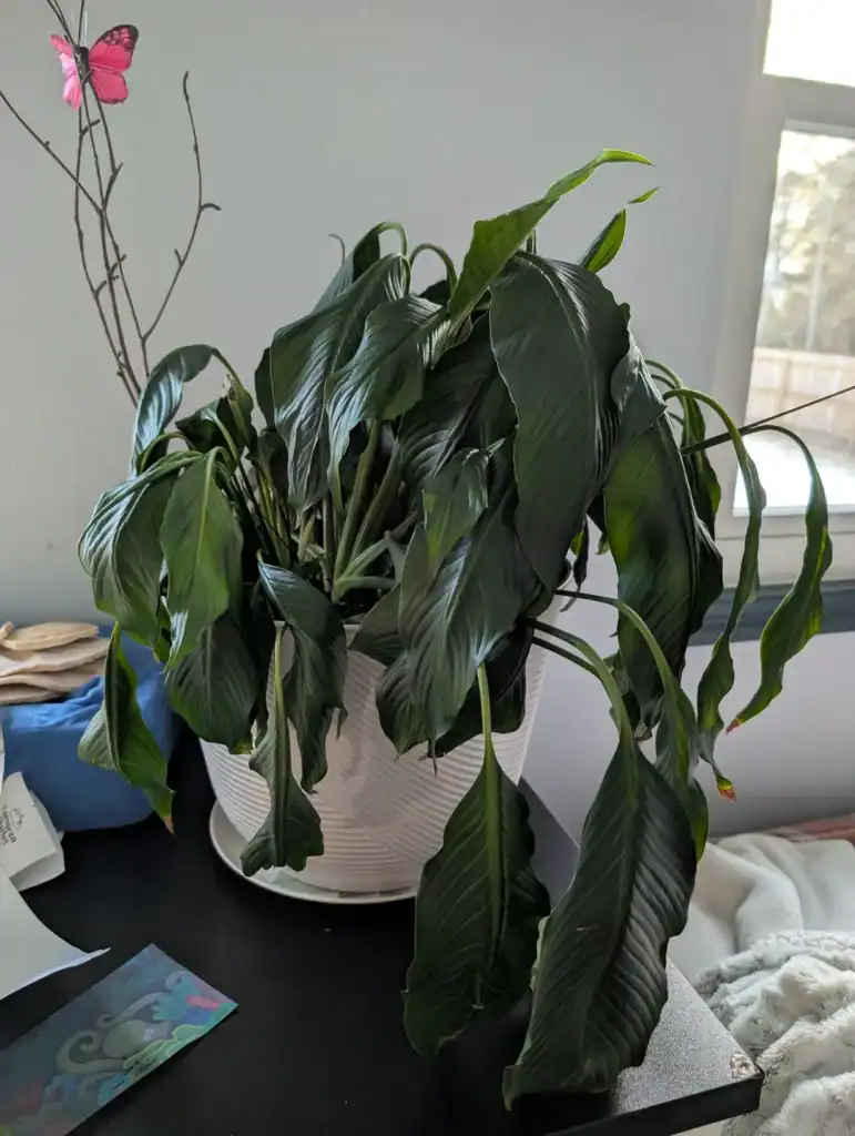 Peace Lily Is Drooping 2