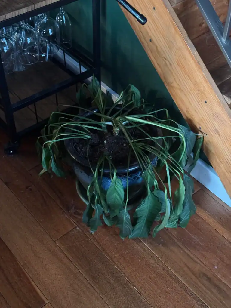 Peace Lily Is Drooping 3