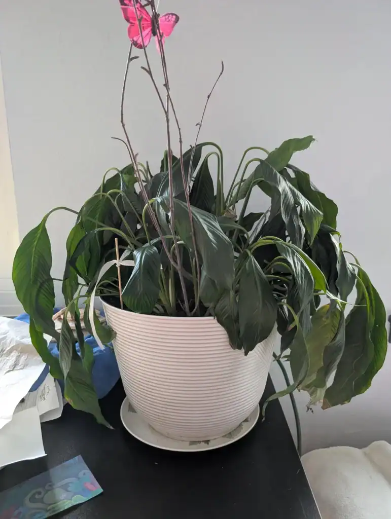 Peace Lily Is Drooping 4