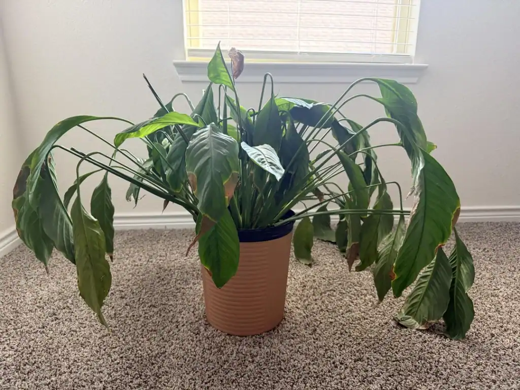 Peace Lily Is Drooping 5