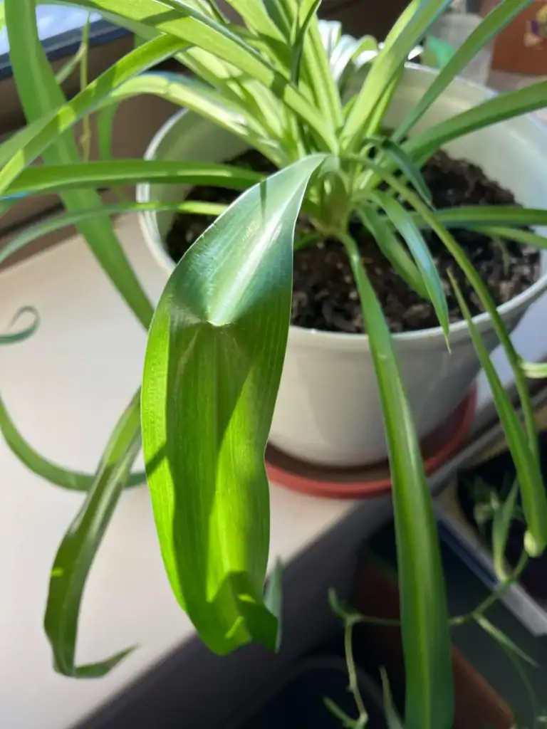 Spider Plant Leaves Bending 5