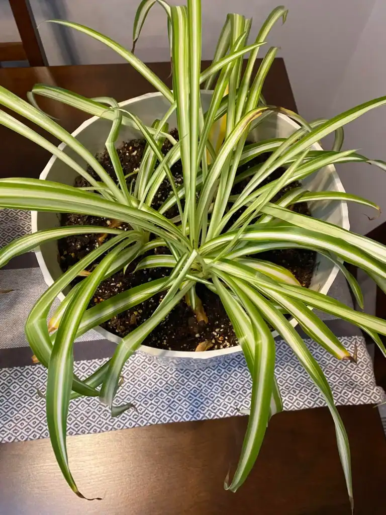 Spider Plant Leaves Bending 7