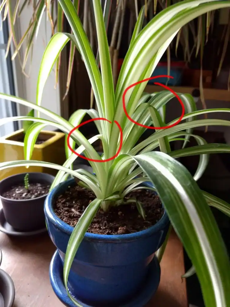 11 Reasons Why Your Spider Plant Leaves Are Bending (+Easy Fix)