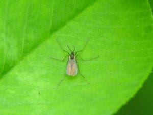 Does A Money Tree Attract Bugs? (Common Bugs+How To Get Rid Of Them ...