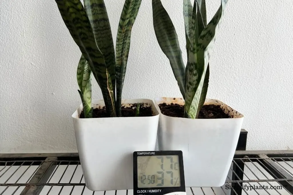 14+ Snake Plant Height