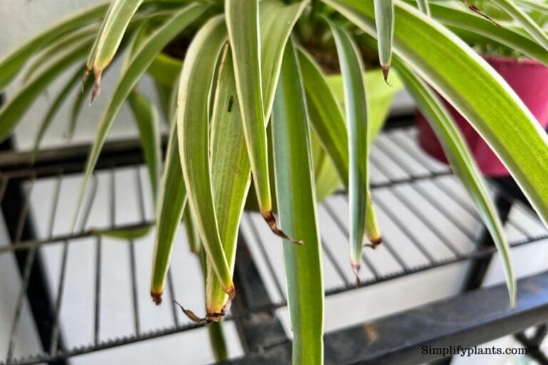 Here’s Why Your Spider Plant Has Brown Tips (And How To Fix It
