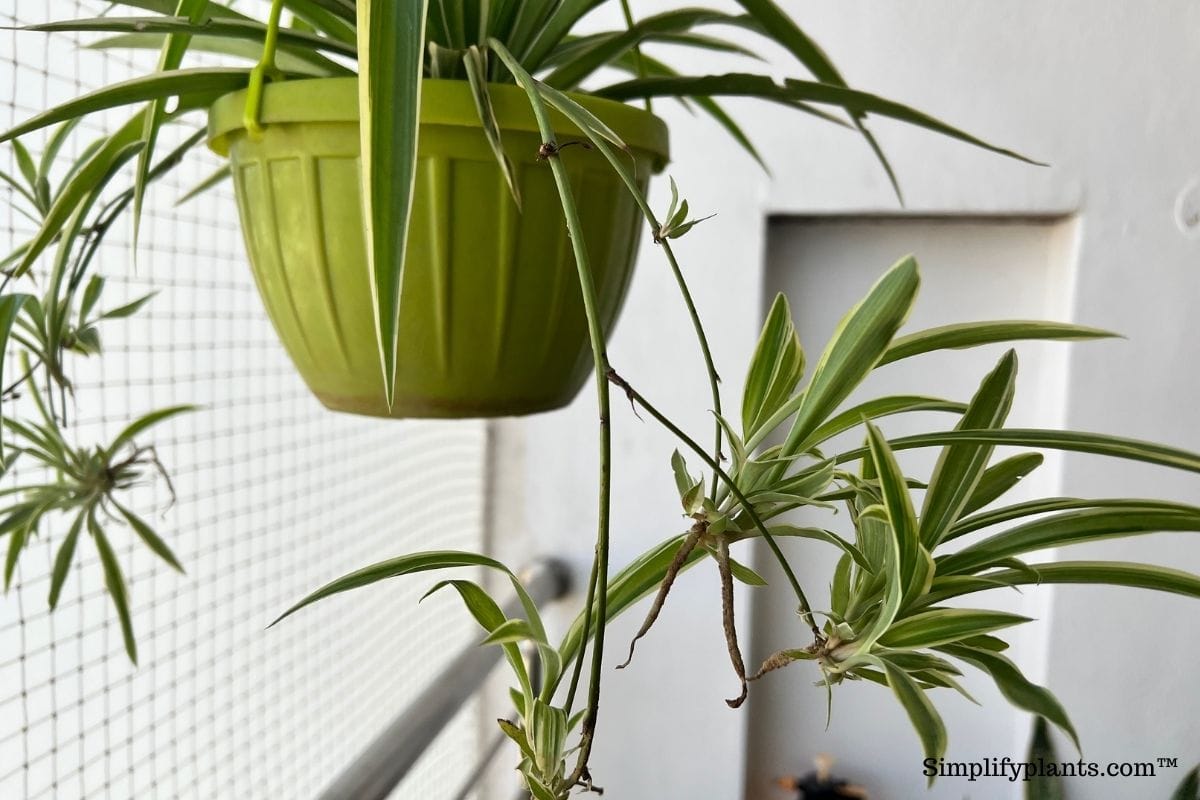 What Kind Of Soil Is Good For Spider Plant? » Simplify Plants