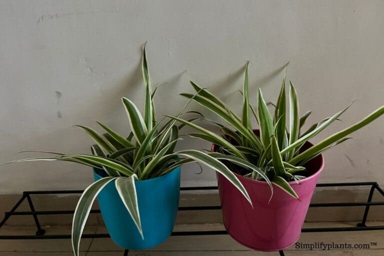 How Much Light Does A Spider Plant Need? (Spider Plant Light Requirements+Tips) » Simplify Plants