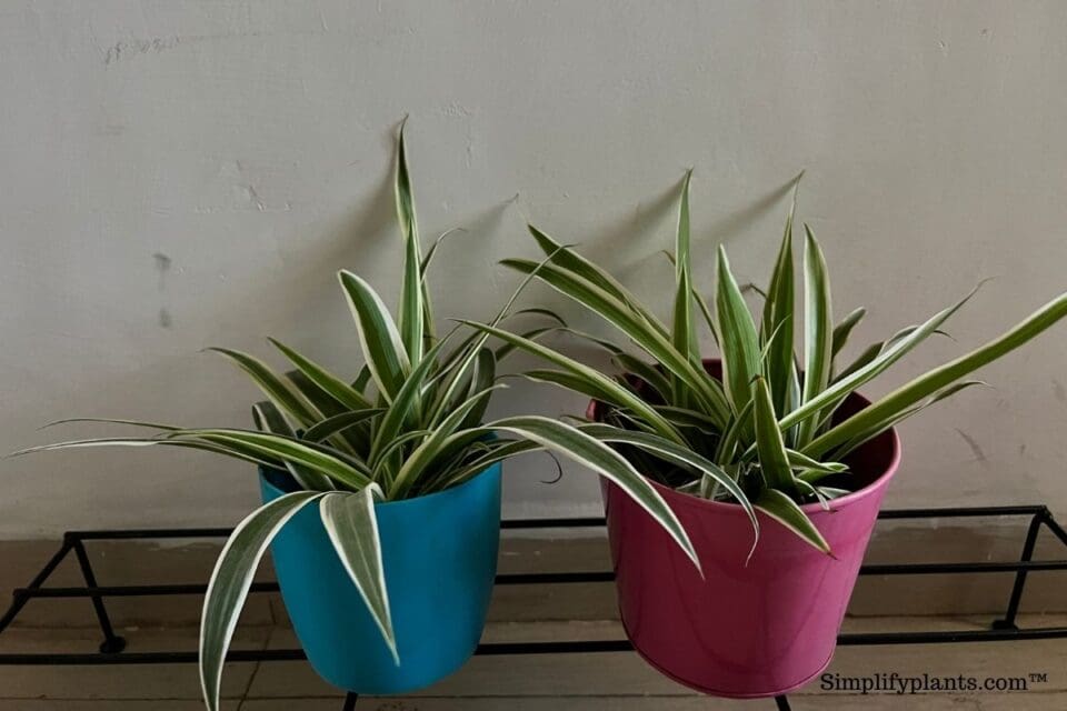 How Much Light Does A Spider Plant Need? (Spider Plant Light Requirements+Tips) » Simplify Plants