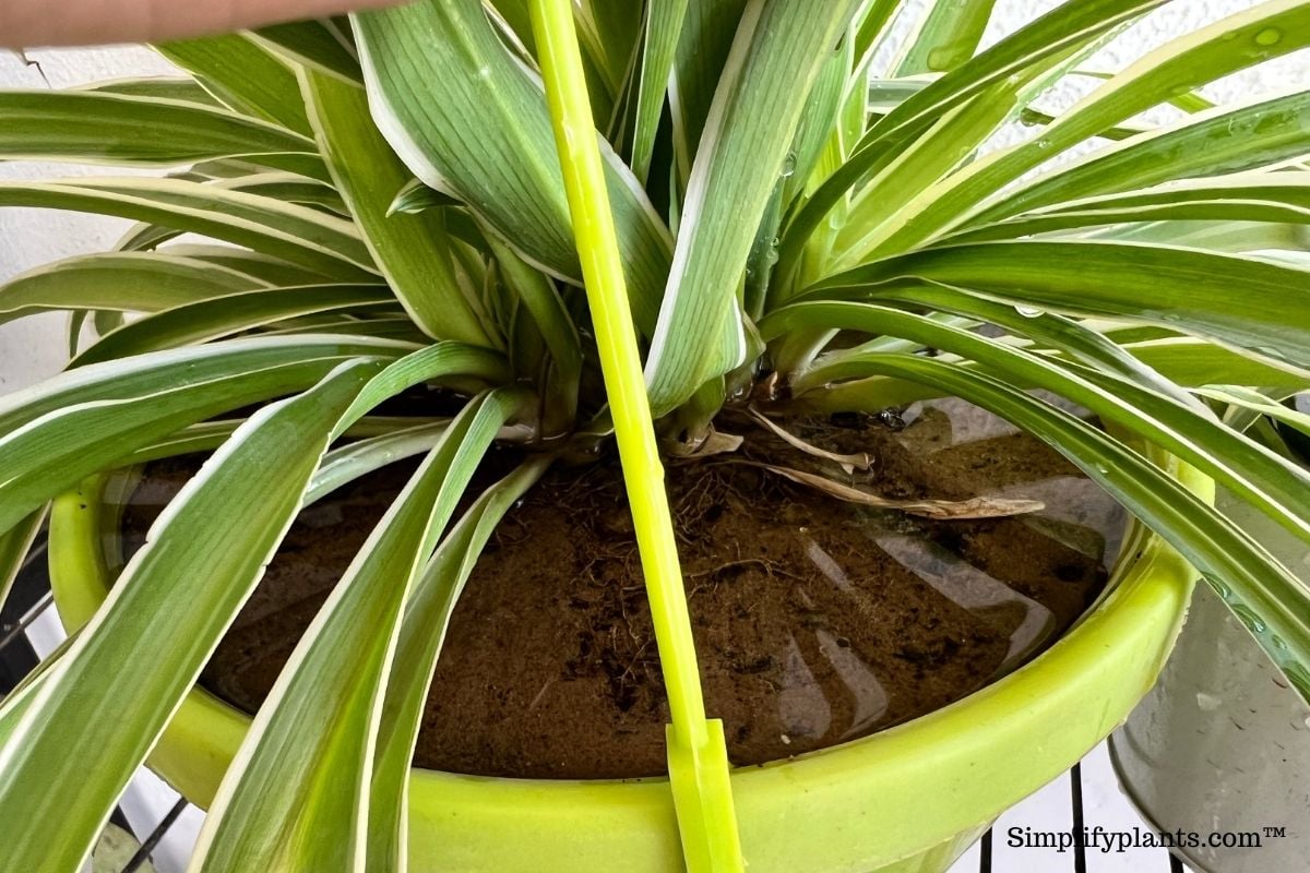 Do spider plants grow in winter 1 Spider Plant overwatering