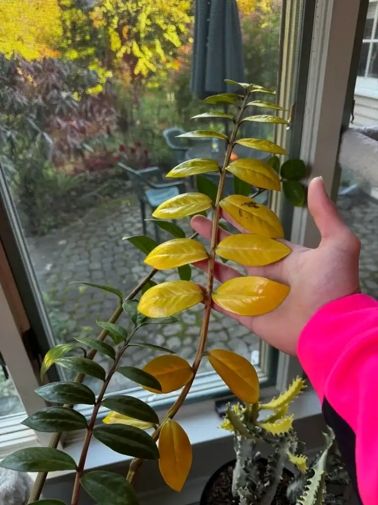 ZZ plant turning yellow 3