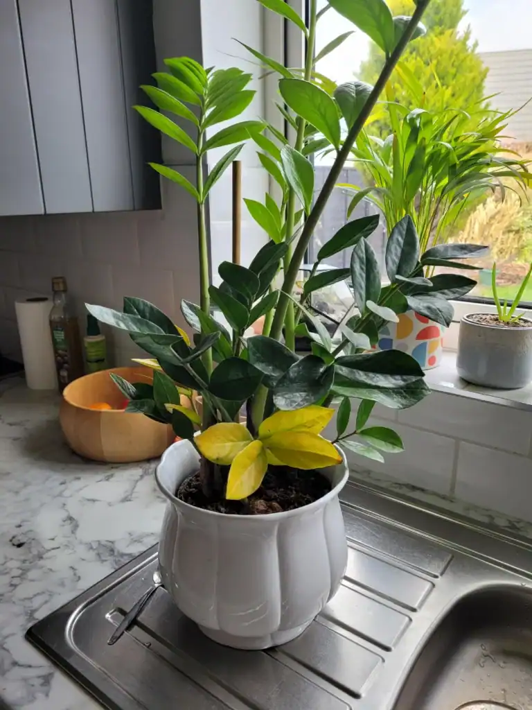 ZZ plant turning yellow 5