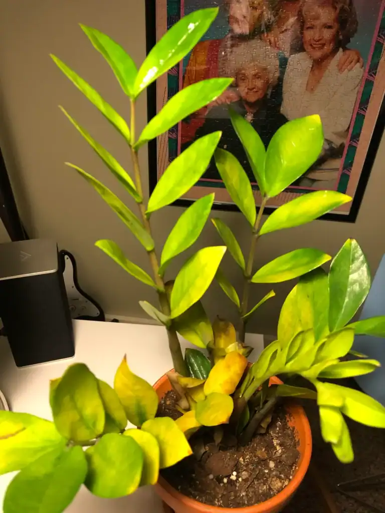 ZZ plant turning yellow 7