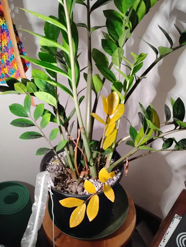 11 Reasons Why Your ZZ Plant Leaves Are Turning Yellow and How to Fix Them Fast