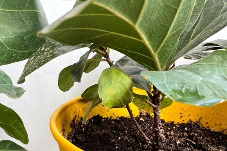 Do Fiddle Leaf Figs Like Coffee? (Pros and Cons)
