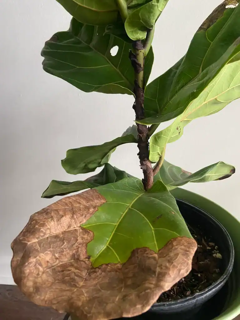 9 Reasons Why Your Fiddle Leaf Fig Is Turning Brown and How to Save Your Plant