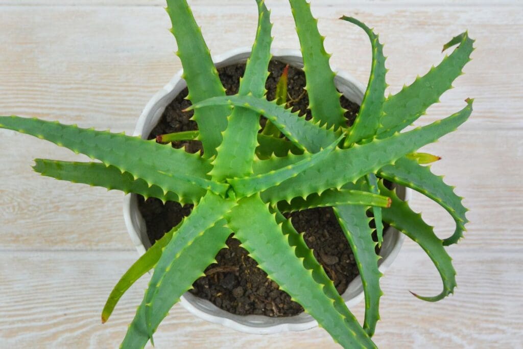 Aloe Vera 1