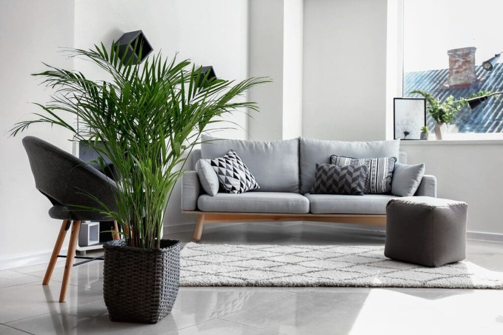Areca Palm