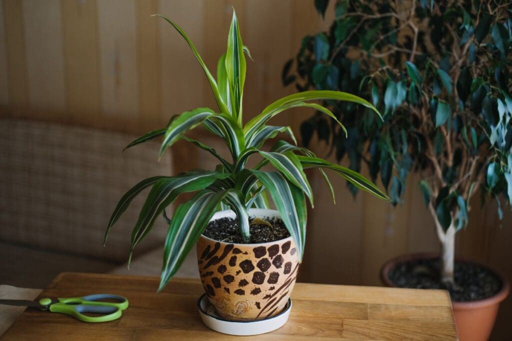 Dracaena Fragrans