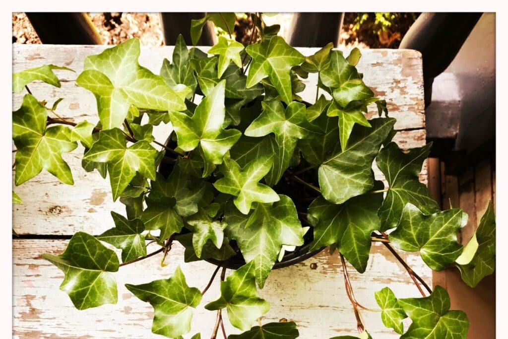 English Ivy