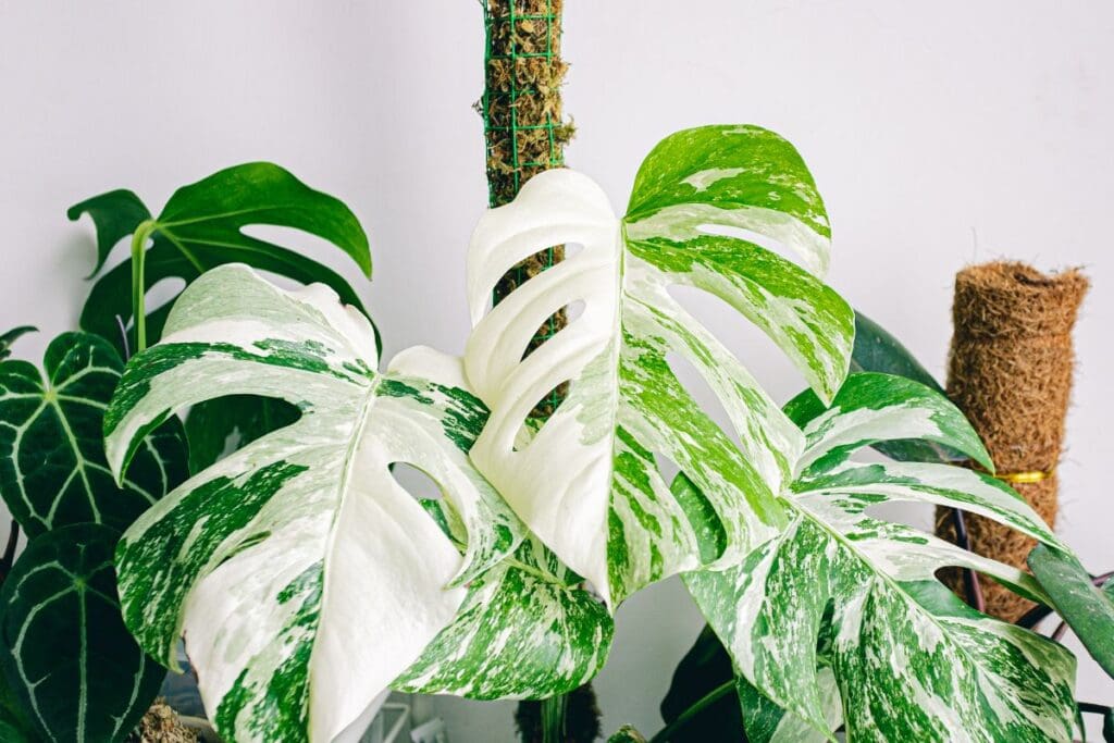 Monstera 1