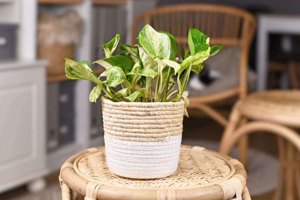 Pothos