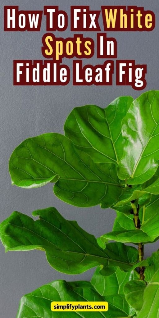 Why Does My Fiddle Leaf Fig Have White Spots CausesWhat To Do Simplify Plants 2
