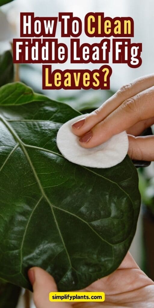 Why Does My Fiddle Leaf Fig Have White Spots CausesWhat To Do Simplify Plants