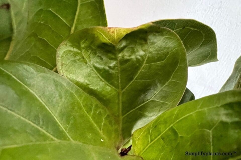 Why Are The Leaves On My Fiddle Leaf Fig Curling? (+How To Fix) » Simplify Plants