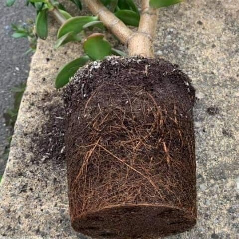 Does A Jade Plant Like To Be Root Bound? – Simplify Plants
