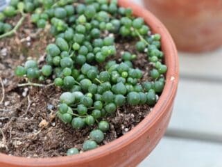 Why Is My String Of Pearls Dying? (Causes+How To Fix) » Simplify Plants