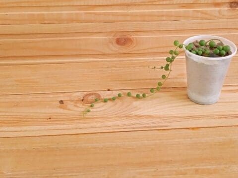 How To Save Dying String Of Pearls? (Signs, Possible Problems & Fix ...